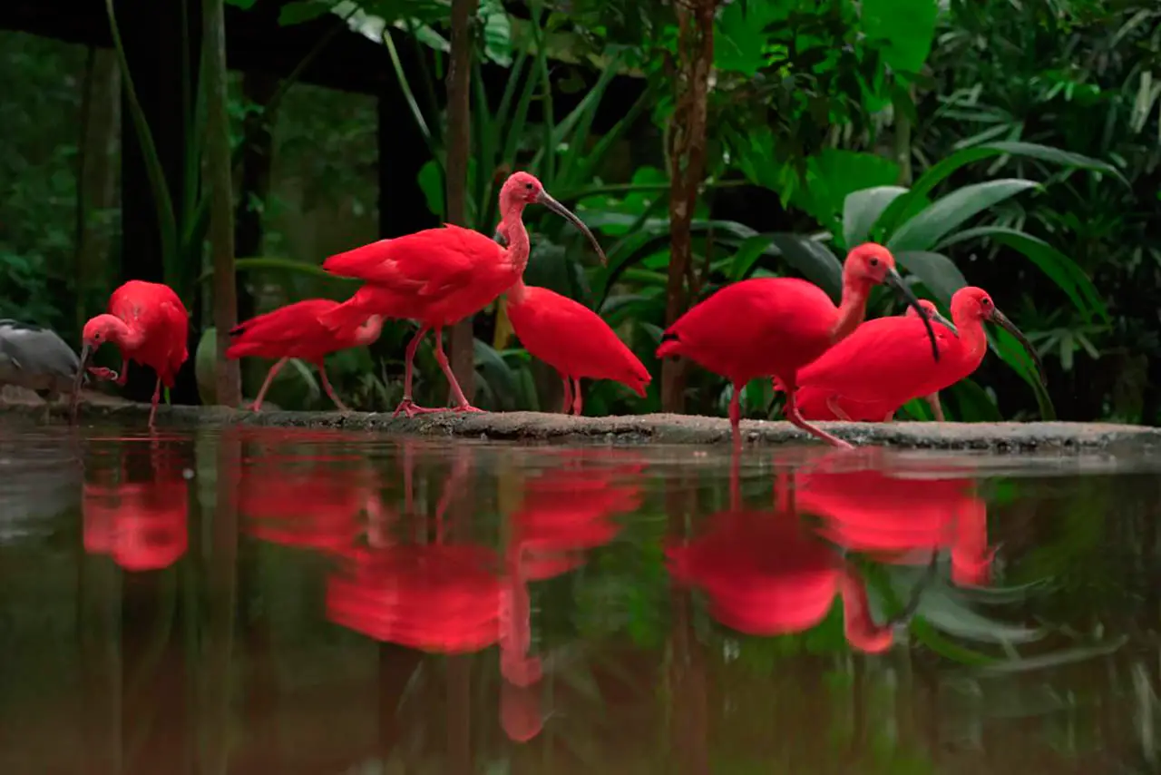 Parque das Aves
